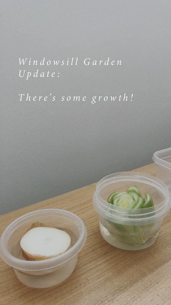 At Home | Windowsill Garden Update